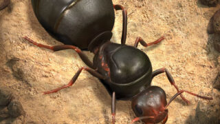 ザ・アンツ（The Ants）を実際にプレイしてレビューした記事のアイキャッチ画像